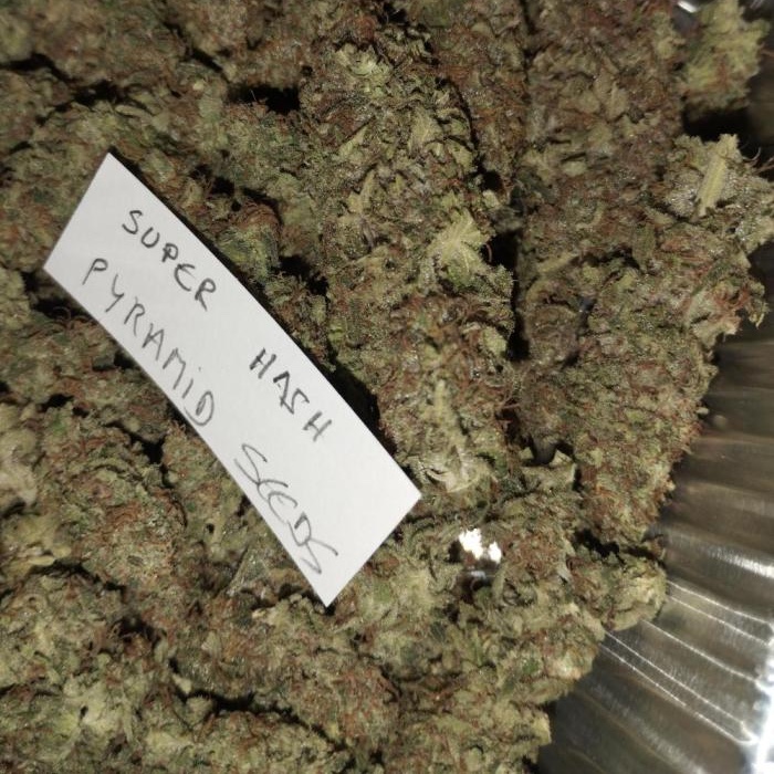 Super Hash Pyramid Seeds resin-rich flowers for extraction